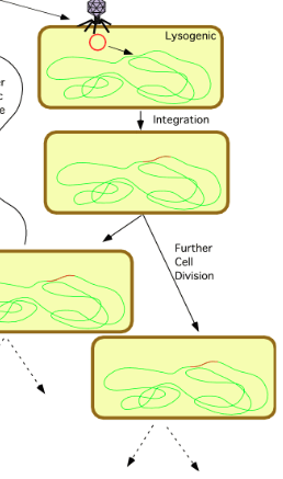 <p>host divides and copies the viral DNA along with its own, creating new cells that also carry the infection</p>