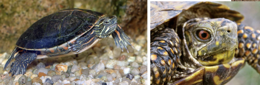 <p>Emydidae - Box &amp; Pond Turtles</p>