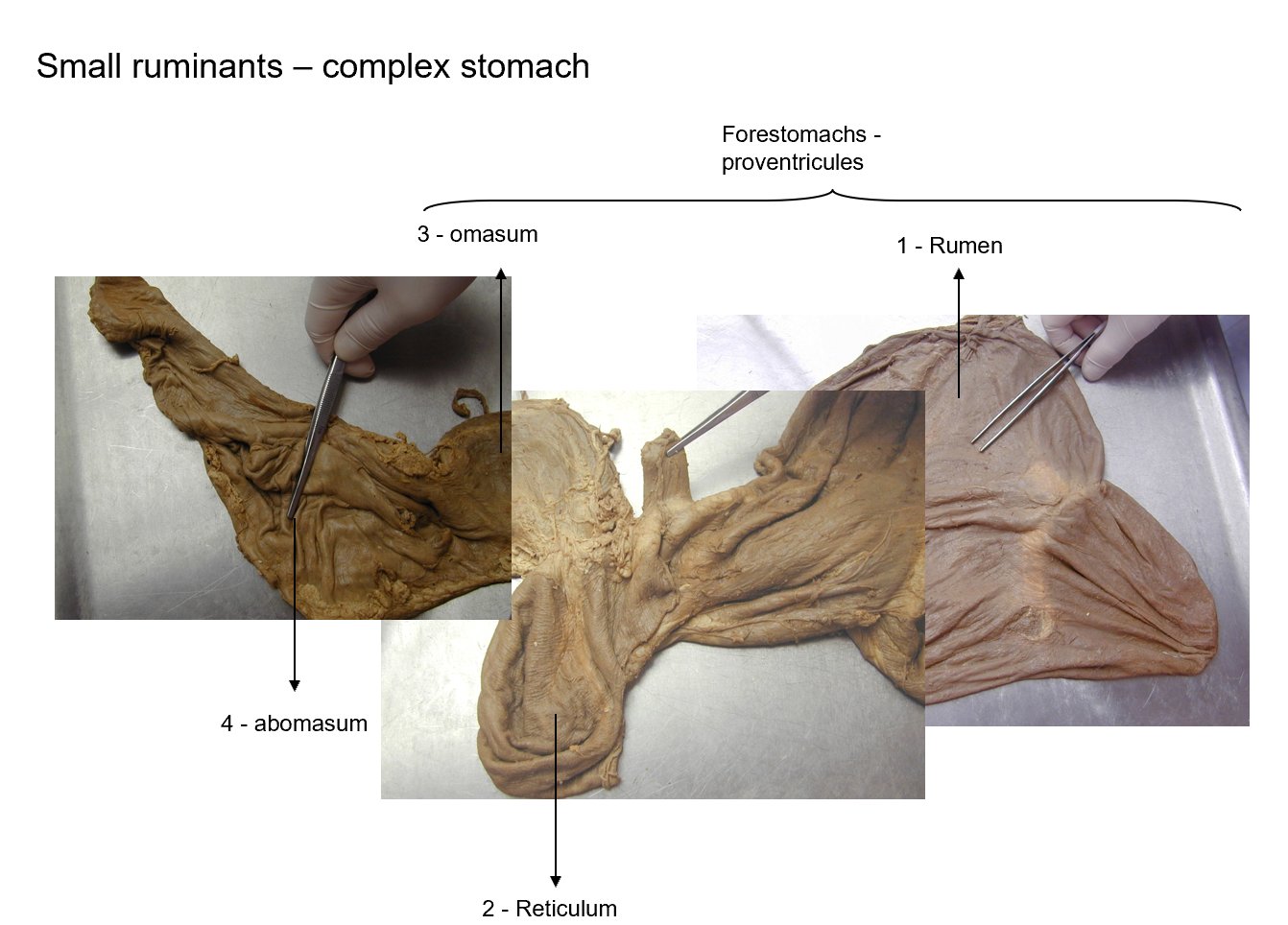 <ol><li><p>rumen </p></li><li><p>reticulum</p></li><li><p>omasum</p></li><li><p>abomasum</p></li></ol><p>Showing the forestomachs - proventriculus.</p>