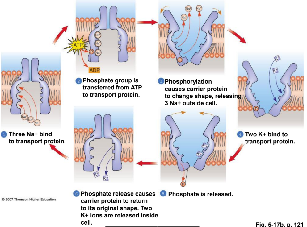 <p>Direct (<span style="color: rgb(196, 64, 64);">t</span><span style="color: rgb(196, 64, 64);"><span>he </span></span><span style="color: rgb(199, 37, 37);"><span>transport protein itself uses the ATP</span></span> ) active transport.</p>