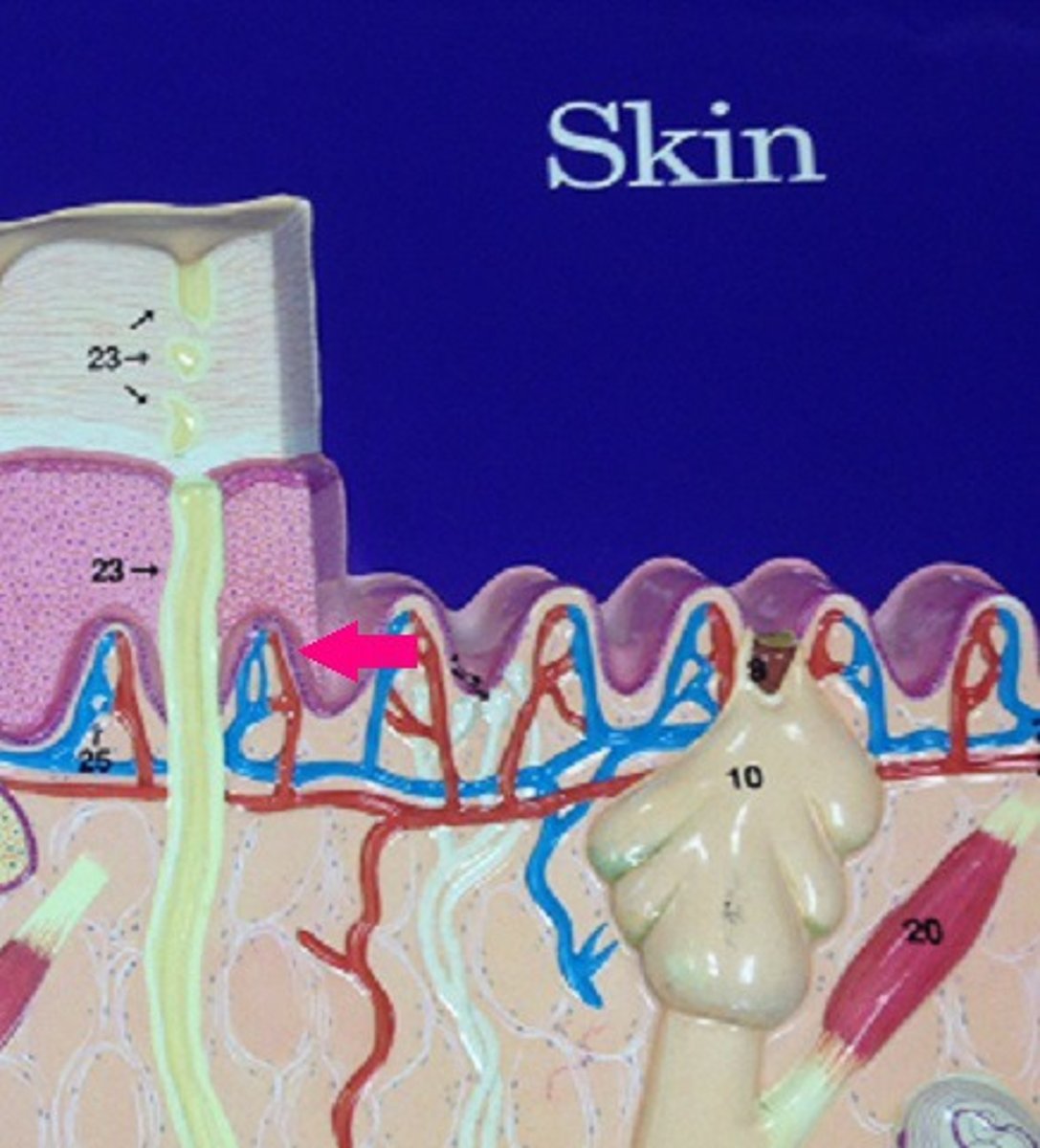 <p>Identify the stratum.</p>
