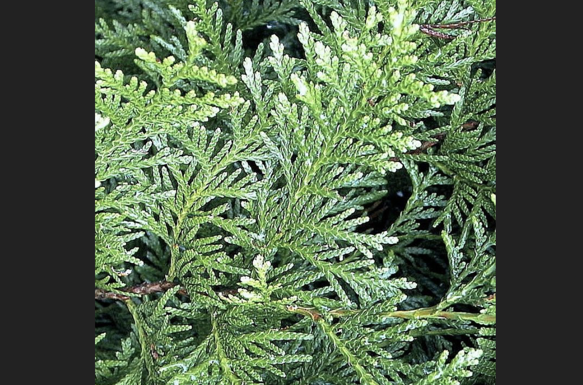 <p>identify by leaves</p>