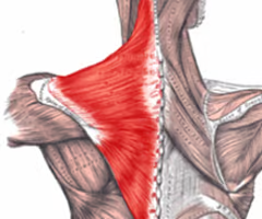 <p>What muscle is this? What is an origin? What is an insertion? What is an action?</p>