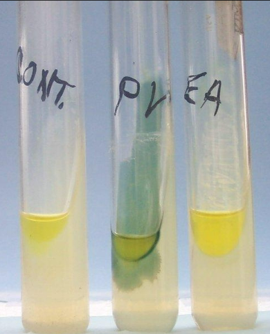 <p>What reagent are used in this test?</p>