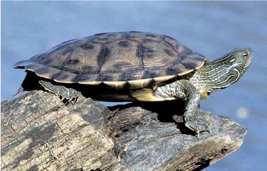 <p>Graptemys geographica<br>Northern map turtle<br>Emydidae</p>