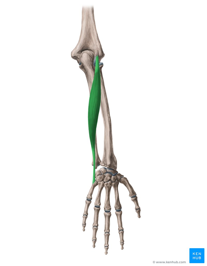 Deep radial nerve (C6-C8)
