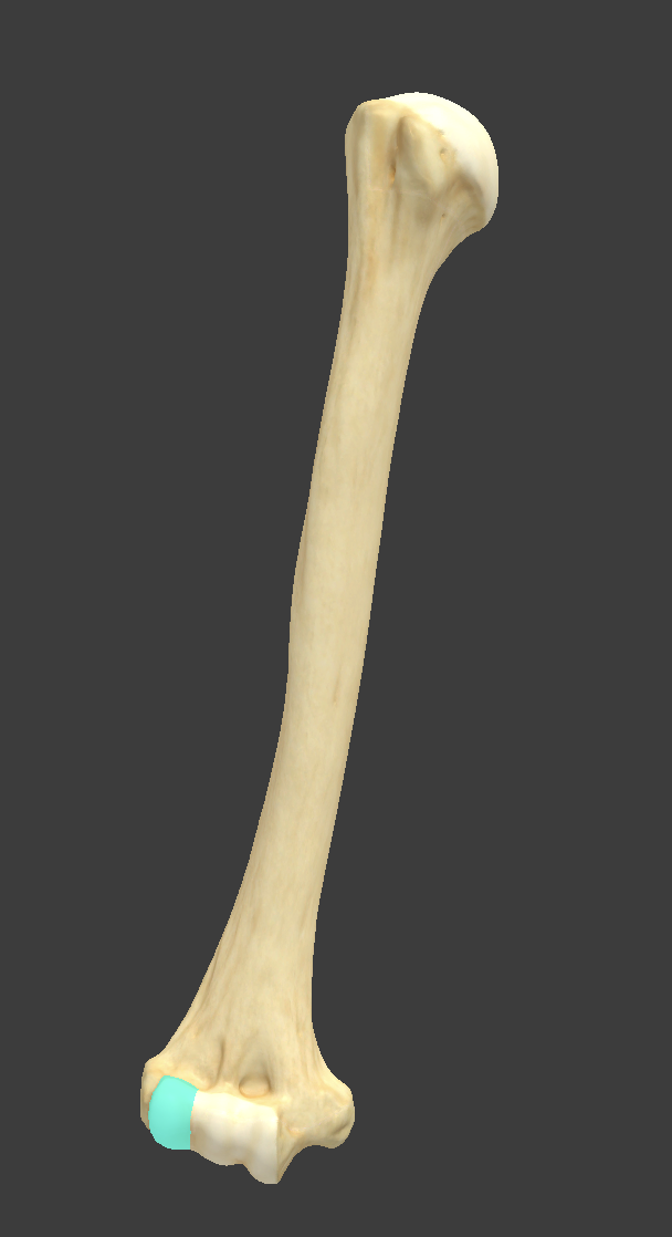 <p>Name and bone </p>