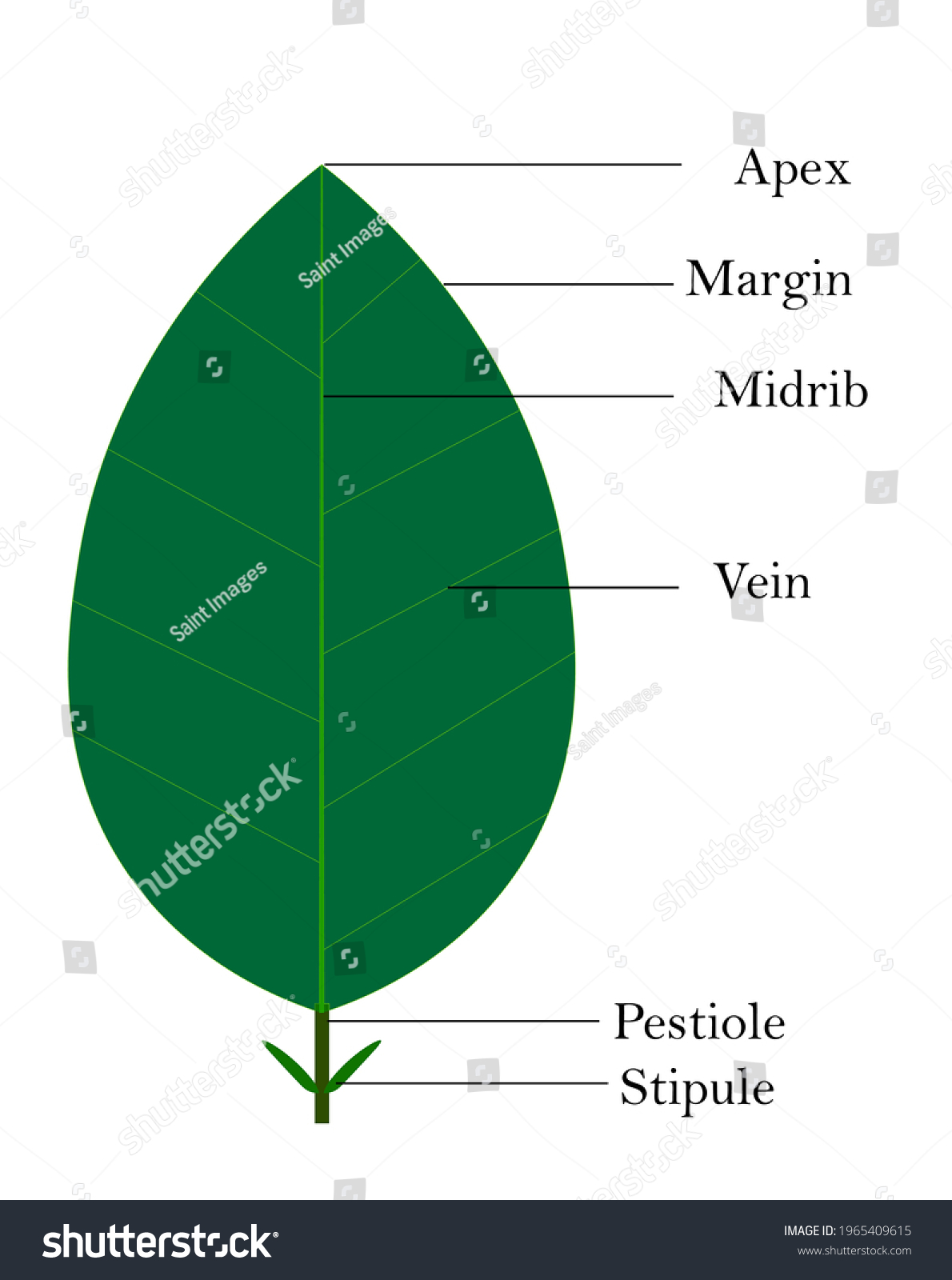 <p>top point/shape of leaf </p>