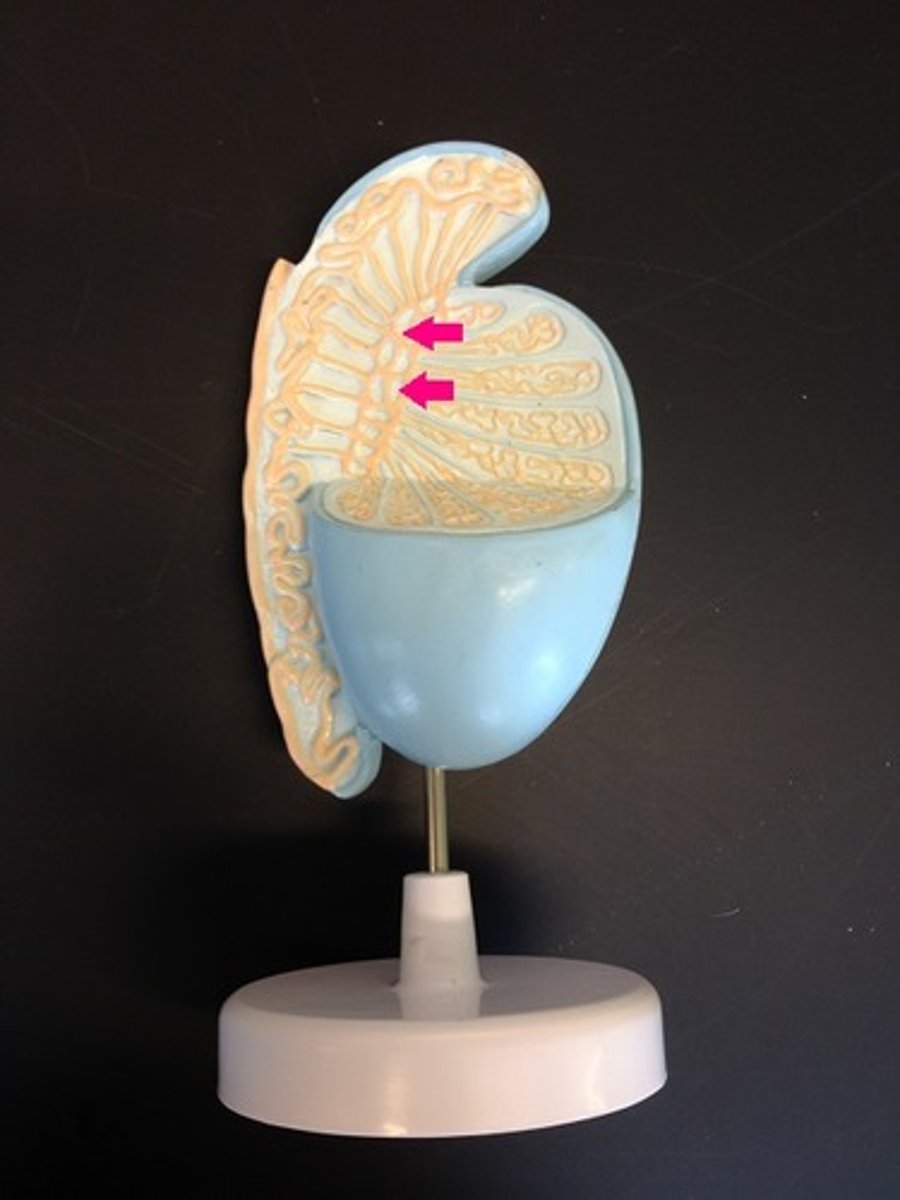 <p>network of tubules between the seminiferous tubules and the epididymis</p>