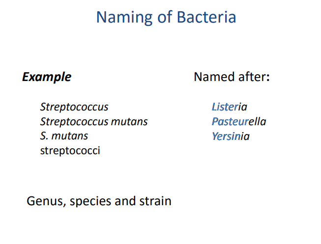 <ul><li><p>genus and species are in italics </p></li><li><p>genus is in capitals, species in lowercase </p></li><li><p>genus can be shortened , say original first </p></li><li><p>plural of the genus - all lowercase and plural suffix </p></li><li><p>named after famous microbiologists </p></li></ul><p></p>