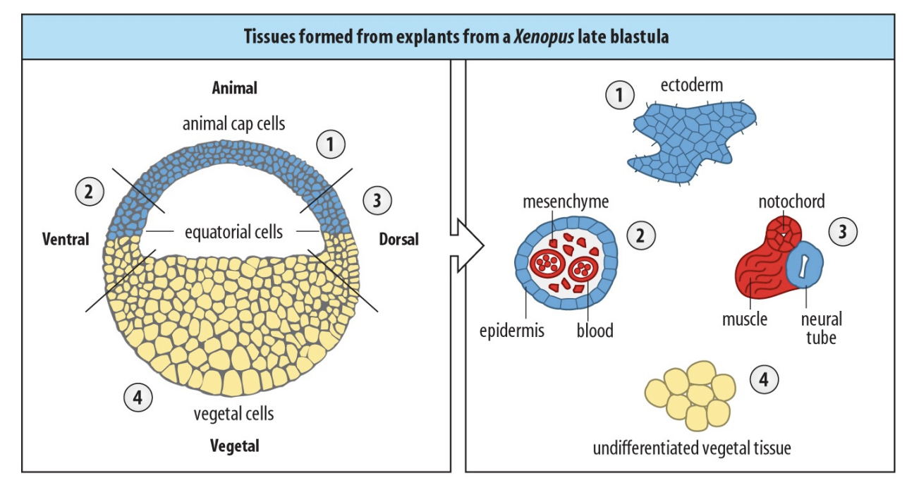 <p>Conclusions</p><ul><li><p>Cells that are found are in contact with animal and vegetal cells</p></li><li><p>Form into the <strong>mesoderm</strong> cells</p></li></ul><p>→ The ones on their own→ just ectoderm or endoderm</p><p></p><p>Suggested that there are no mesodermal determinants but that they are just incontact?</p><p>Mesoderm only when two halves of the embryo come into contact→ INDUCTION→ EXTRINSIC!</p>