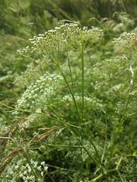 <p>Falcaria vulgaris - <strong>Cyperaceae</strong></p>