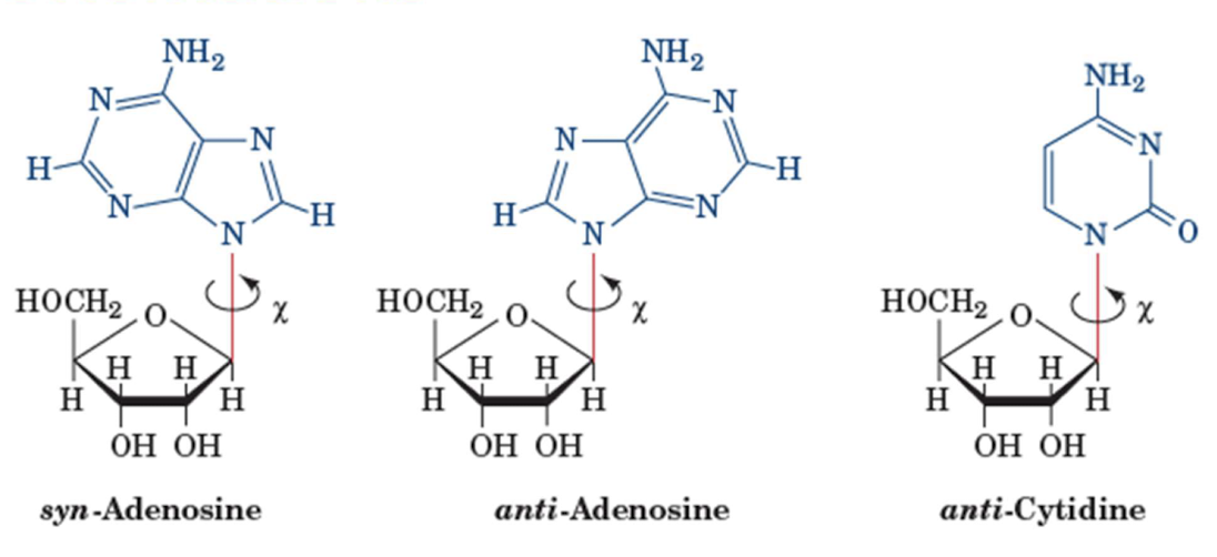 <p>Two preferred base orientations result from rotation around bound χ:<em> anti</em> and<em> syn</em></p>