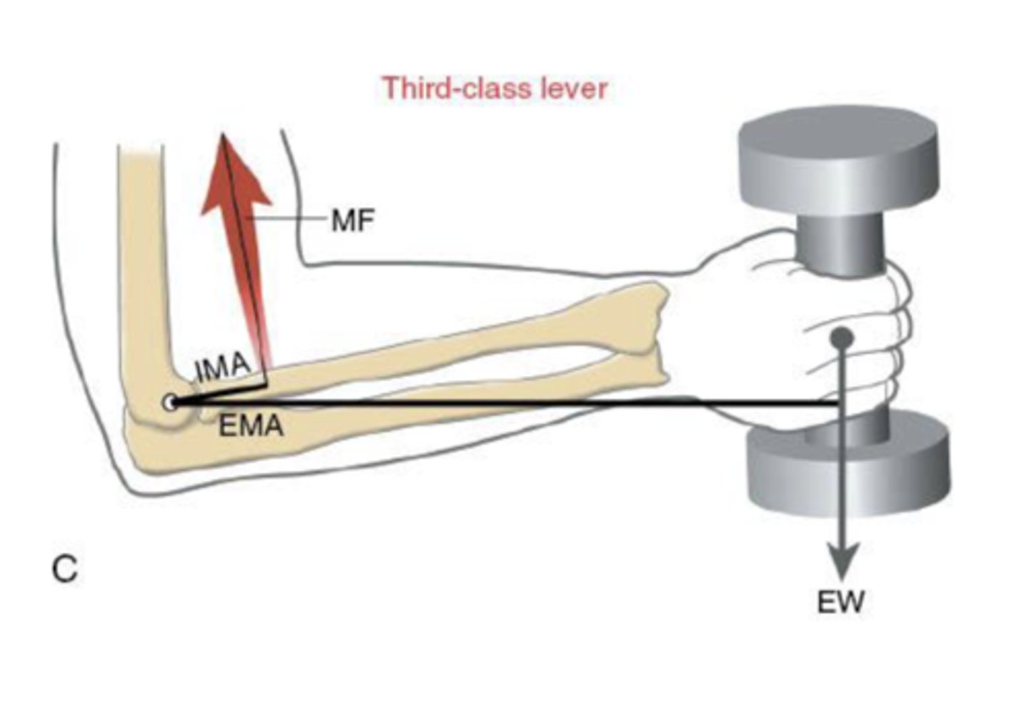 <p>The muscle force is closer to the axis of rotation than the external force, effect of gravity, on the system</p>