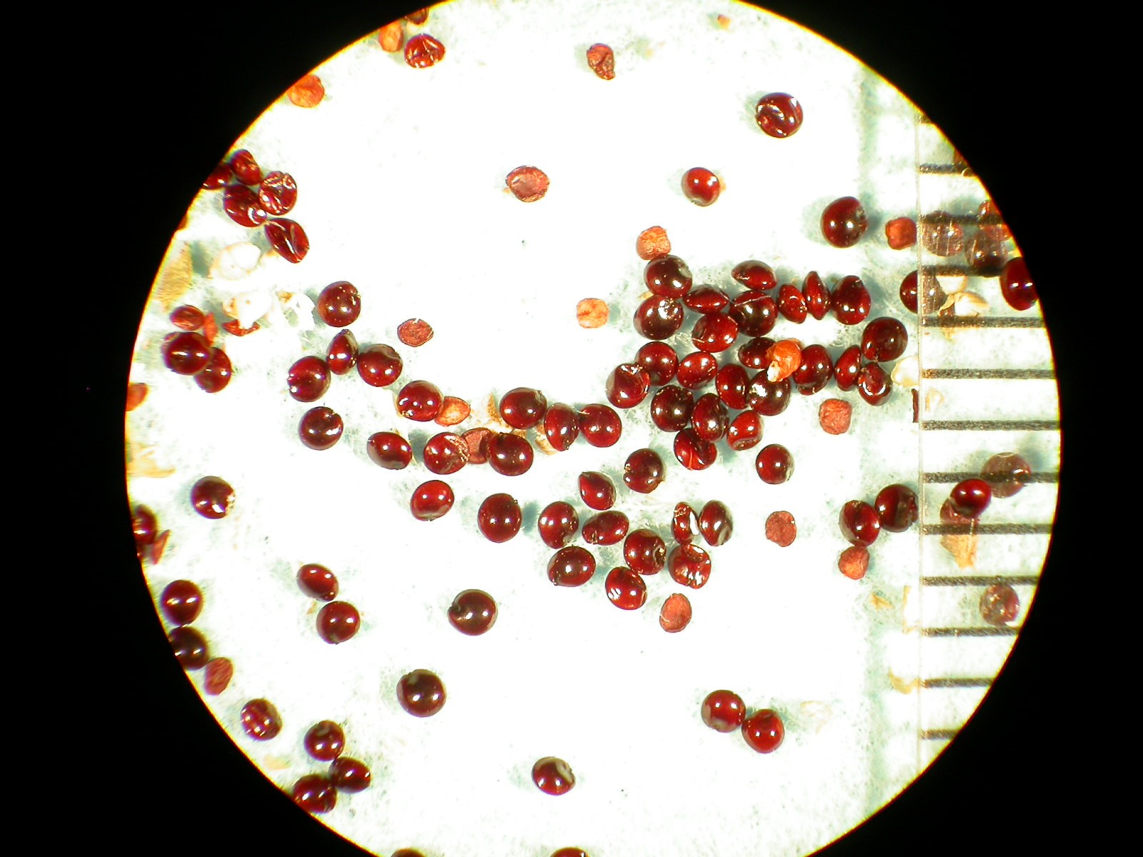 Amaranthus rudis
