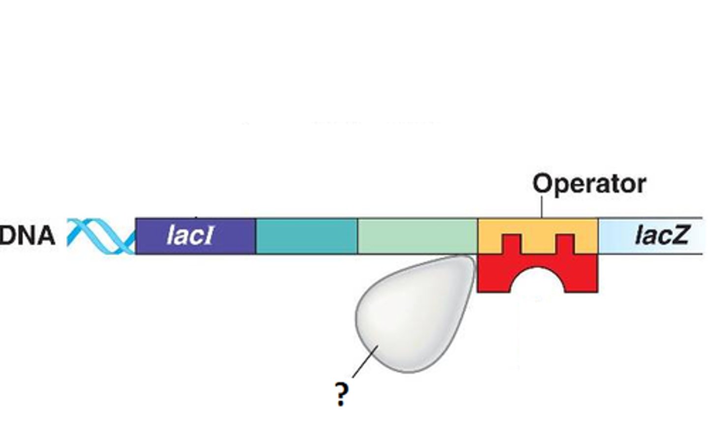 <p>Enzyme that links together the growing chain of RNA nucleotides during transcription using DNA as a template</p>