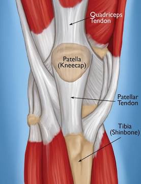 <p>Extensions of connective tissue beyond muscle fibers that attach the muscle to bone.</p>