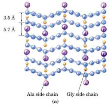 <p>antiparallel, Ser-Gly-Ala-Gly</p>