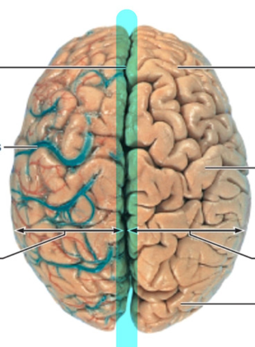 <p>what structure is highlighted in blue?</p>