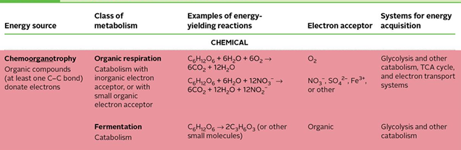<ul><li><p>a wide range of organic compounds can be used as a source of electrons: carbs, lipids, peptides, aromatic compounds </p></li><li><p>produces acetyl-coA and pyruvate (metabolites)</p></li><li><p>what makes metabolism complicated is that there is more than 1 way to metabolise glucose (glycolysis, entner-doudoroff and pentose phosphate pathway)</p></li></ul><p></p>