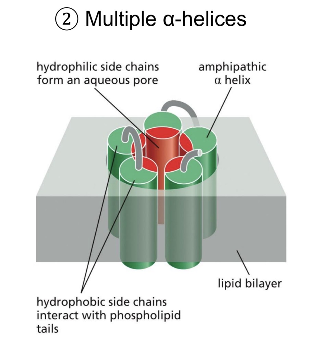 <p>Multiple a-helices</p><ul><li><p>hydrophobic side chains on outside of channel</p></li><li><p>Hydrophilic side chains on inside</p></li><li><p>Forms aqueous channel</p></li></ul><p></p>
