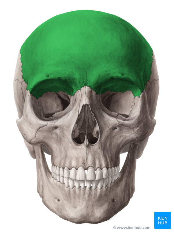 <p>front part of skull (forehead)</p>