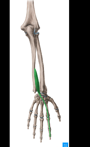 <p>What is this muscle called?</p>