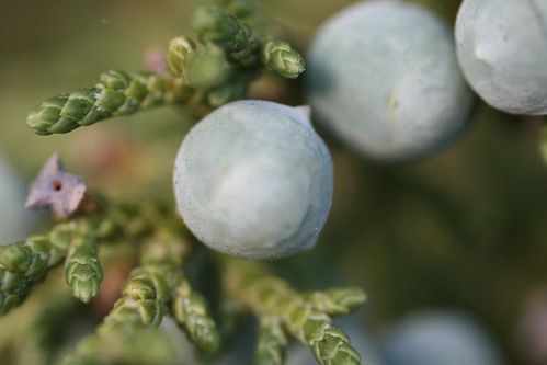 (Juniperus osteosperma)