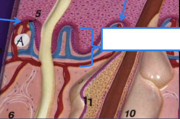 <p>A</p>