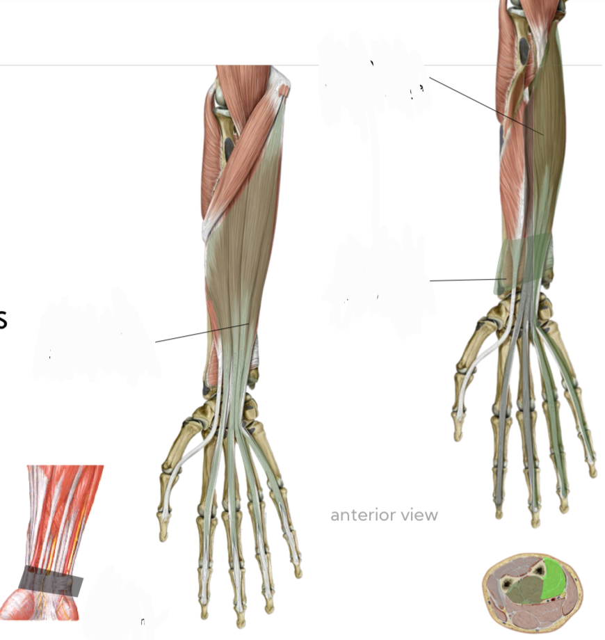 <p>Forearm Flexors (middle layer): Flexor Digitorium Superficialis </p>