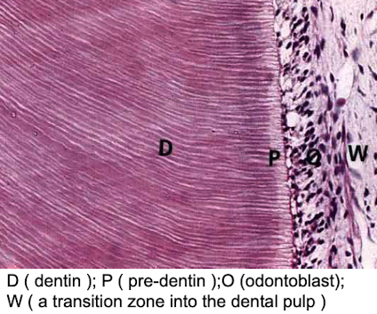 <ul><li><p>dense, calcified tissue, forms bulk of tooth</p></li><li><p>secreted by odontoblasts</p></li><li><p>70% calcified hydroxyapatite, 30% collagen type 1</p></li><li><p>harder than bone </p></li><li><p>support enamel</p></li></ul>