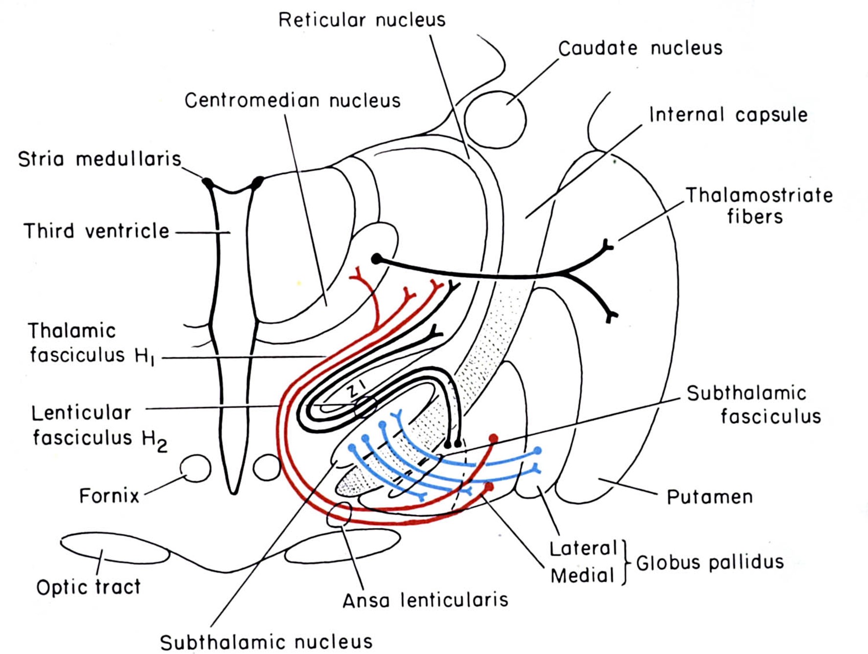 <p>basal ganglia outputs take several routes to the thalamus</p>