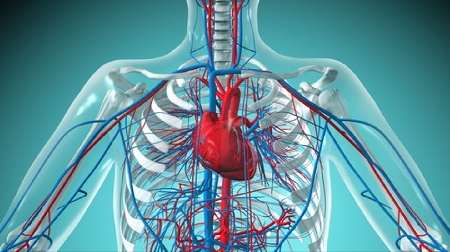 <p>the system that circulates blood through the body</p><p>(hệ tim mạch)</p>