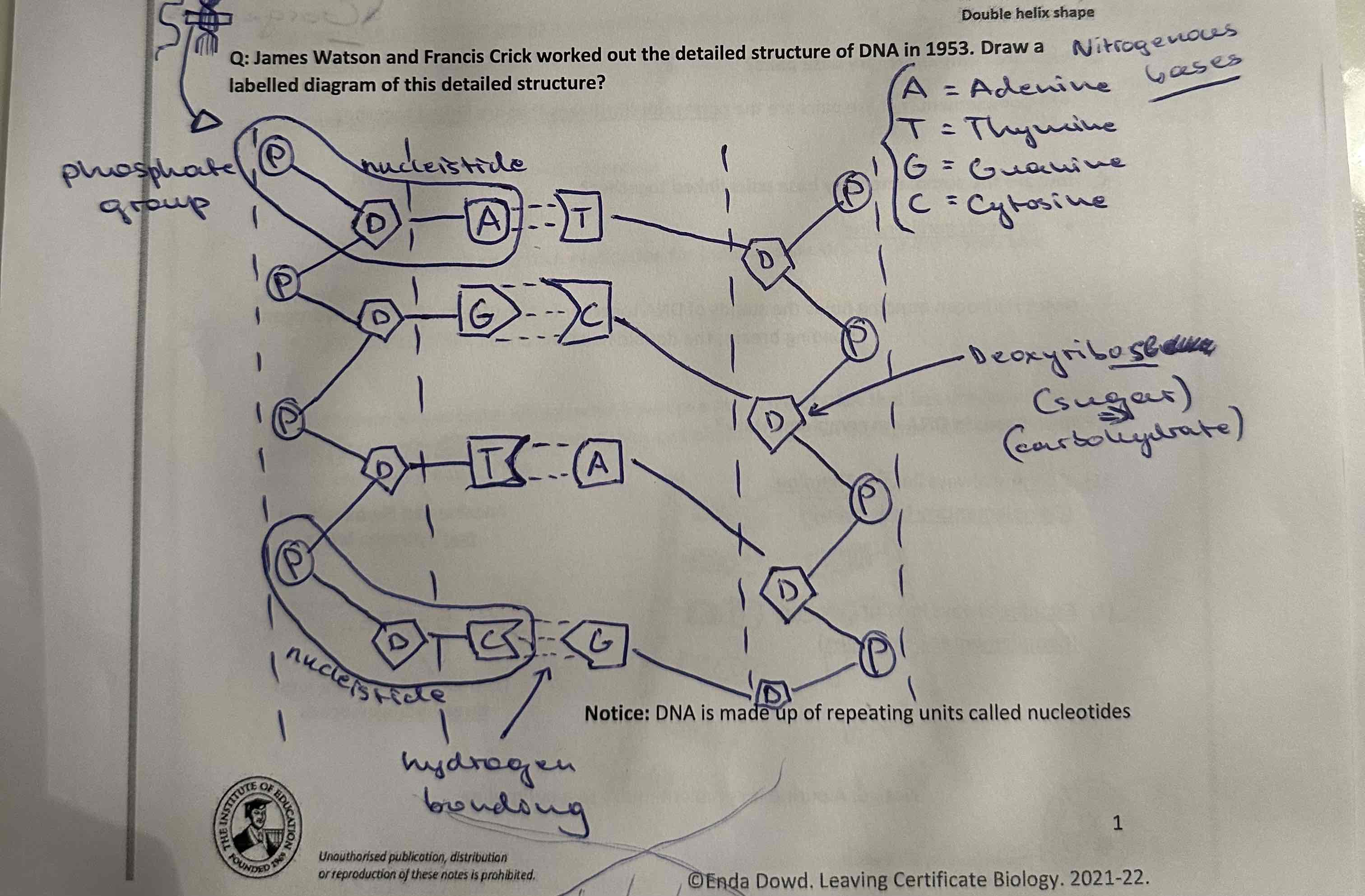 Nucleic Acids (DNA & RNA) Flashcards Knowt