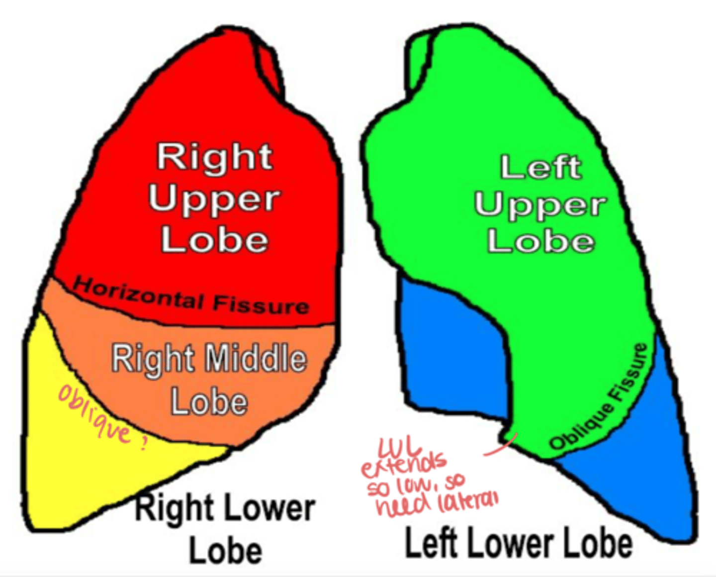 <p>Divides upper and lower lung portions.</p>