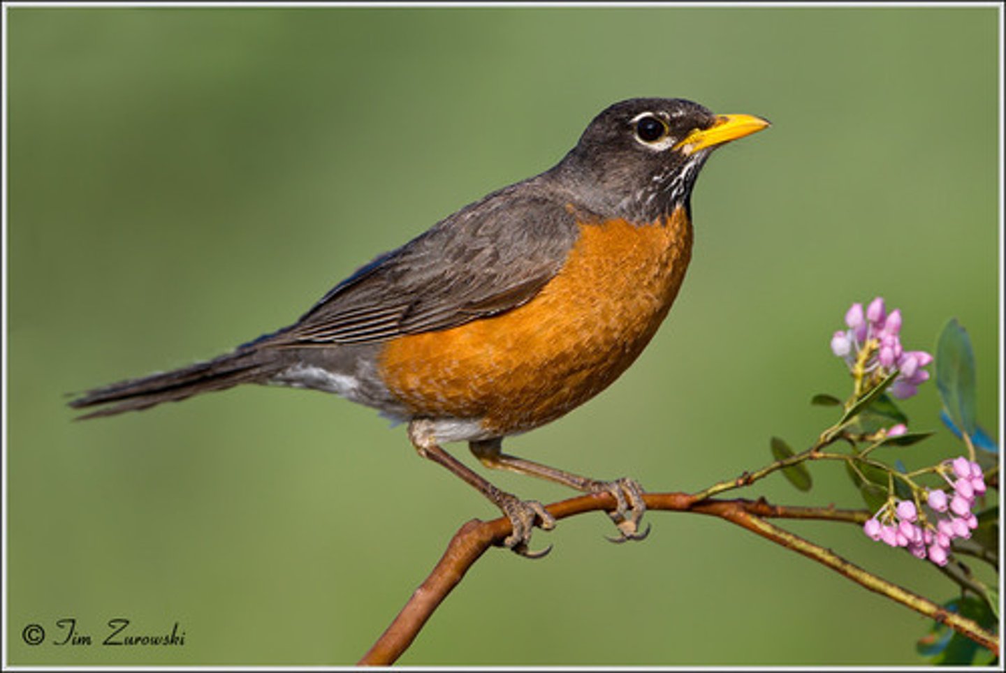 <p>American Robin</p>