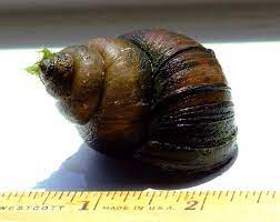 What is this species