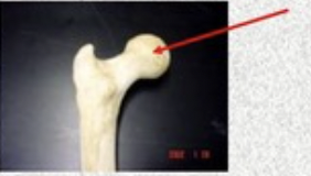 <p>stuff that pops out of the bone, sites of muscle and ligament attachment, helps form joints</p>