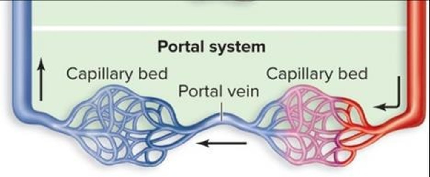 <p>A portal system directs venous blood through the capillary bed of an organ, like the liver, before going to the heart.</p>