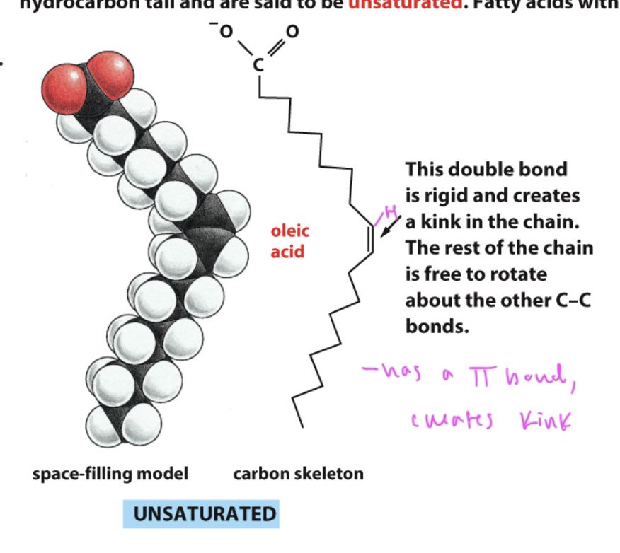 <ul><li><p>have a kink from a C=C double bond</p></li></ul><p></p>