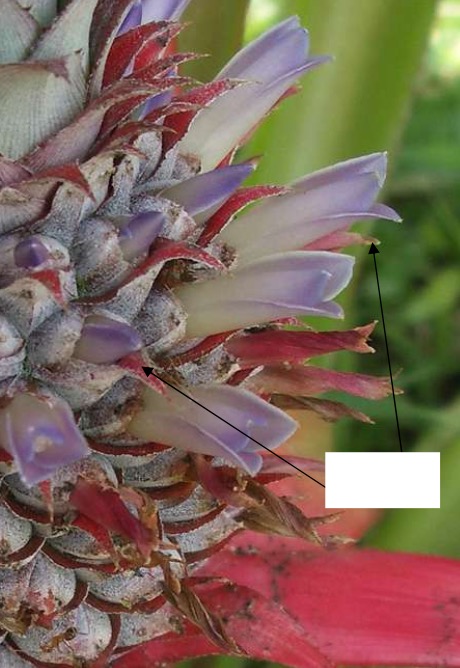 <p>Identify the structure in pineapple, a multiple fruit.</p>