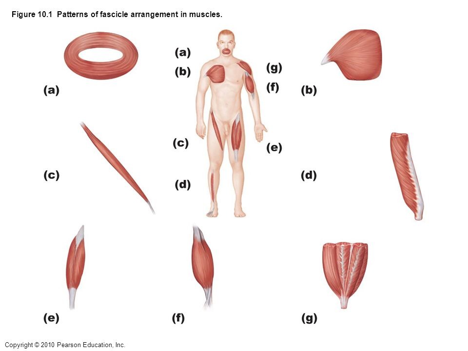 <p>What are the different ways fascicles can be arranged?</p>