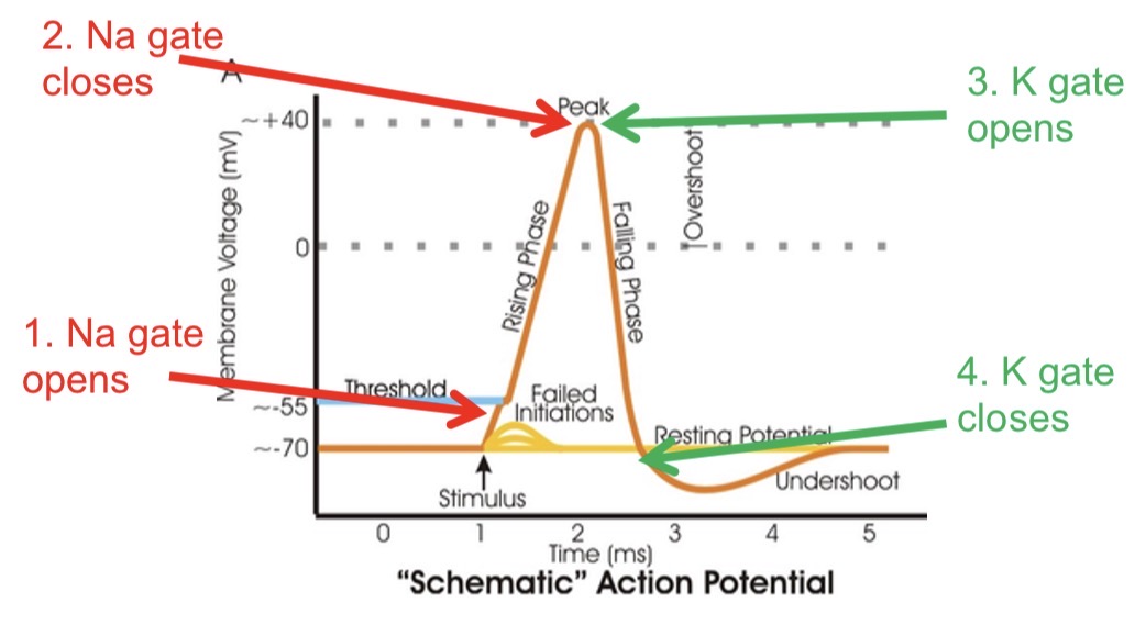 <ol><li><p>Na gate opens </p></li><li><p>Na gate closes </p></li><li><p>K gate opens</p></li><li><p>K gate closes </p></li></ol><p></p>