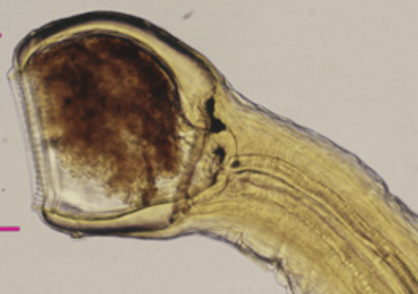 <p>what is this?</p>