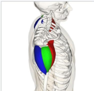 <p><strong>Origin</strong>: scapular spine</p><p><strong>Insertion</strong>: deltoid tuberosity</p><p><strong>Action</strong>: shoulder extension, lateral rotation, horizontal abduction</p>