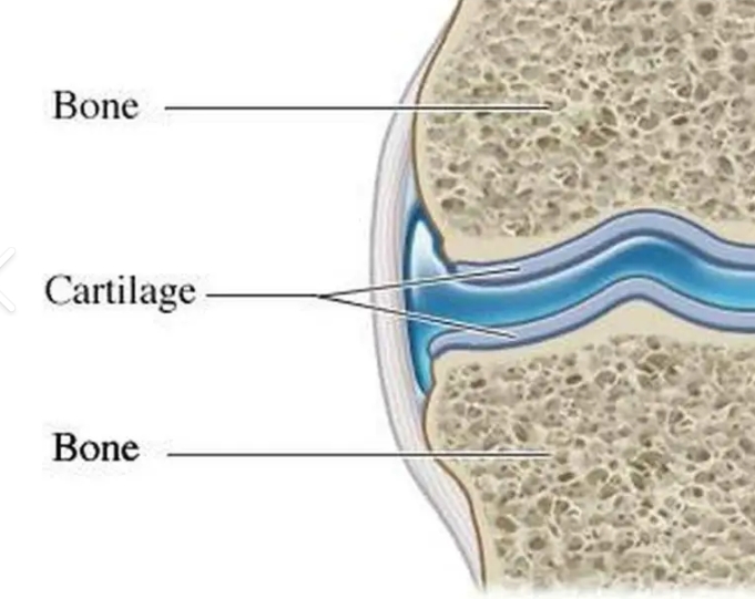 <p>A flexible connective tissue found in various parts of the body, providing cushioning and support to joints, bones, and other structures. </p>