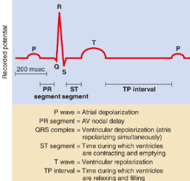 → We start with SA node which fires AP thus atria depolarize **(P wave)**

\
→ As we pass the AV node, there will be an AV nodal delay which is significant to allow allow atria to contact before the vehicles **(PR segment)**

\
→ After we pass the Av node, Bundles of His and Purkinje fibers, we enter the ventricles which depolarize and simultaneously the atria’s will repolarize **(QRS complex)**

\
→ Ventricles then contract and empty out the blood into arteries **(ST segment)**

\
**→** The ventricles then repolarize **(T wave)** 