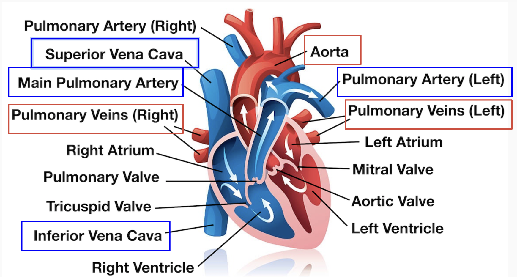 <ul><li><p>Vena cava</p><ul><li><p>Has inferior and superior to carry blood from upper and lower body</p></li></ul></li><li><p>Aorta</p></li></ul>