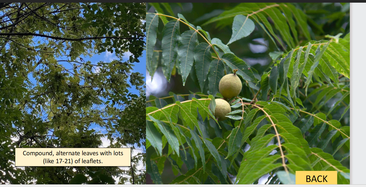 <p>black walnut </p>