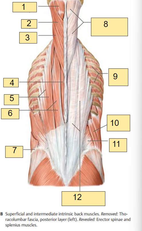 <p><strong><u>Fig. 3.5: Posterior View of Intrinsic Muscles of the Back</u></strong></p><p></p><ul><li><p><strong>Superficial and Intermediate Intrinsic Back Muscles</strong></p></li><li><p>Removed: Thoracolumbar fascia, posterior layer (left)</p></li><li><p>Revealed: Erector spinae and splenius muscles</p><p></p></li></ul><p>What is labeled in <strong>box #2?</strong></p>